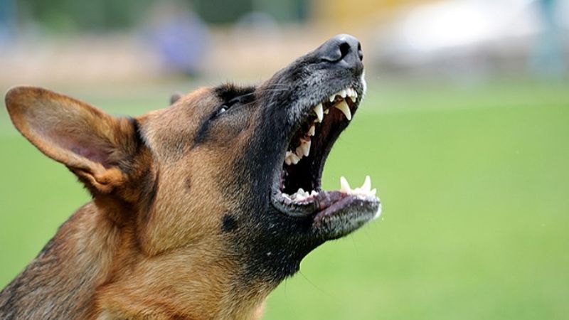 19 lives lost in 8 months street dog attack