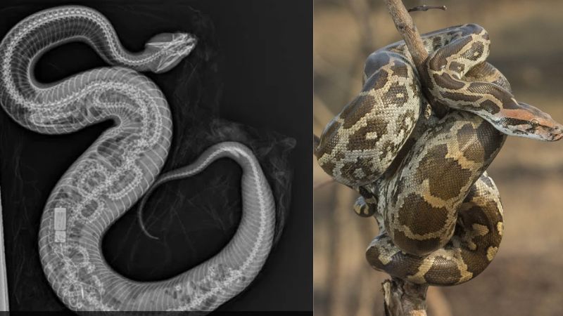 cottonmouth Snake Eats Python
