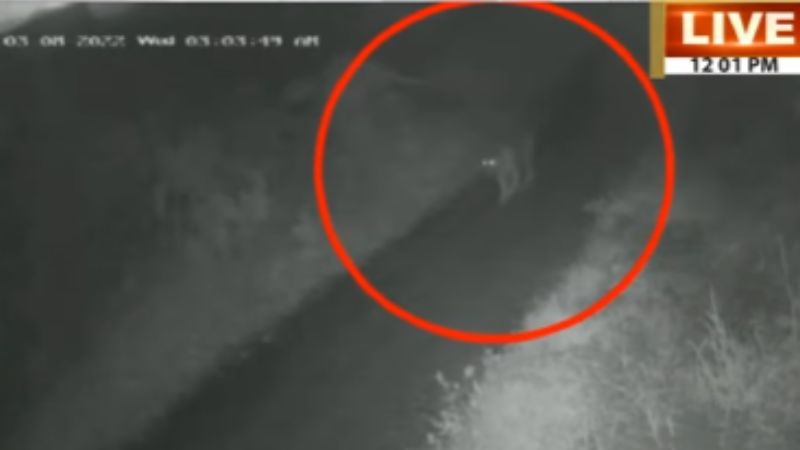 tiger cctv footages in wayanad meenangadi