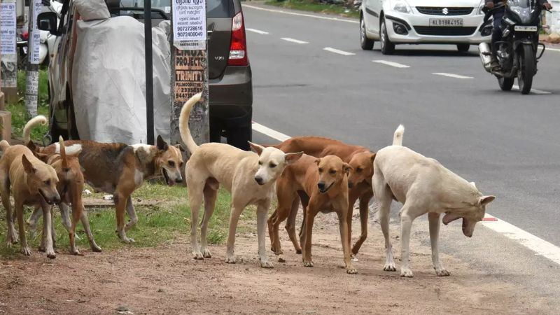 adjournment motion for street dog issue in niyamasabha