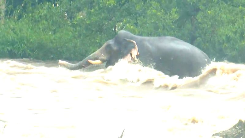 Elephant washed away in chalakudy rive was escaped