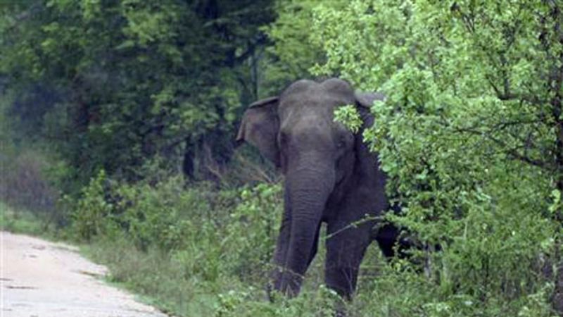 men killed in elephant attack pattappadi