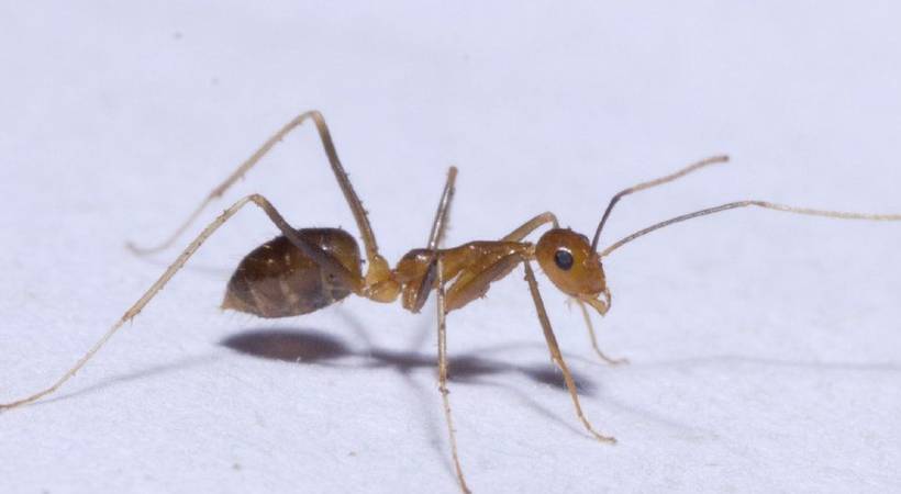 Yellow crazy ants cause chaos in India villages