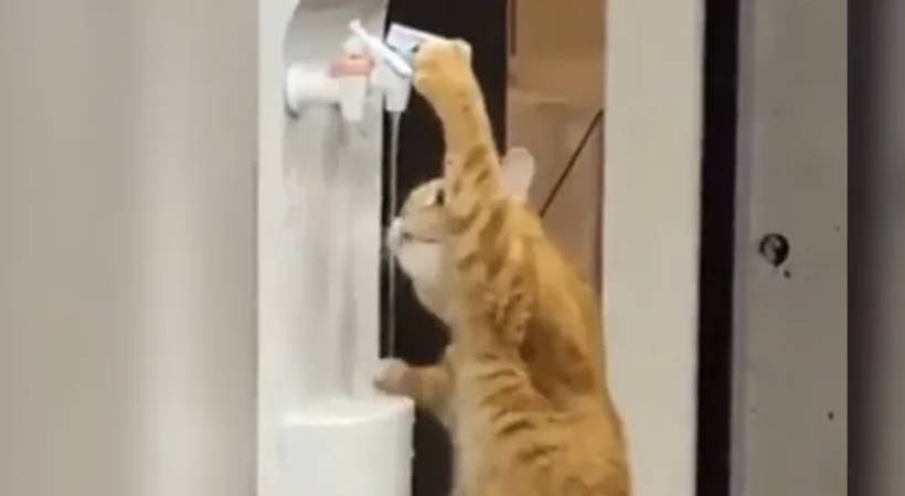 cat drink water from cooler