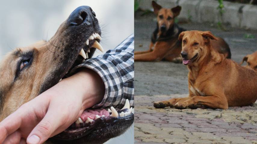 An expert panel will investigate dog bite deaths; Veena George
