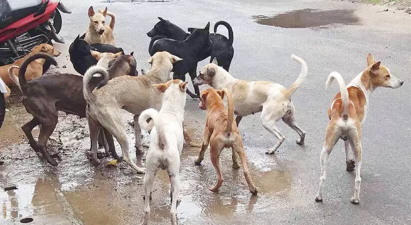 Rabies vaccination stray dogs Guruvayur
