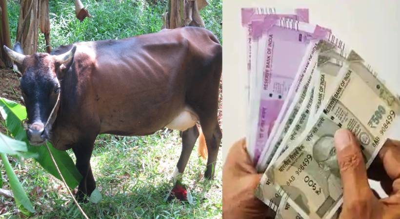 thieves stole Rs 53,000 collected by selling the cow