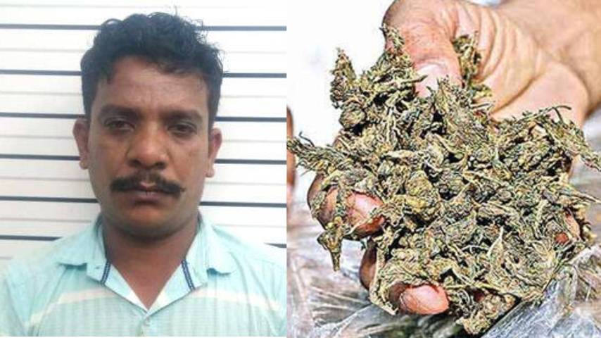 Cannabis trade at the lodge; accused was arrested