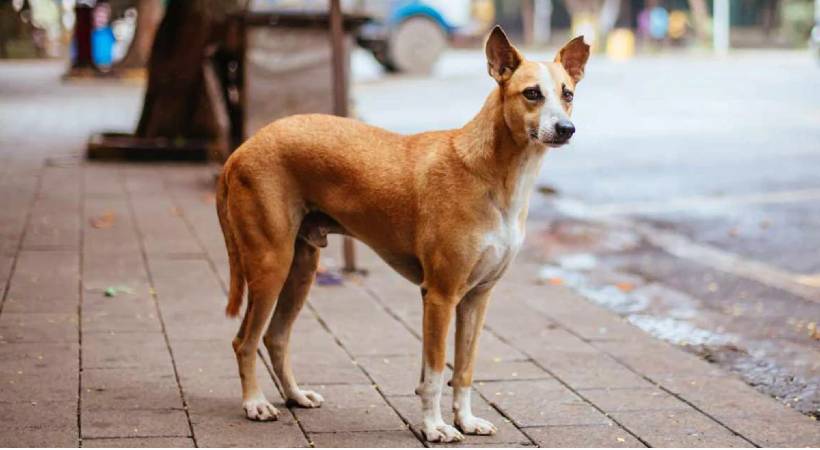 Stray dog ​​that attacked passengers infected with rabies