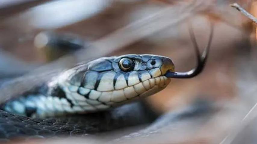 A student of class 8 was bitten by a snake