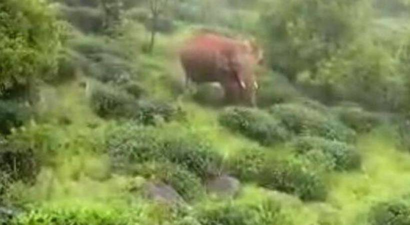 elephant in the estate area of ​​Punalur