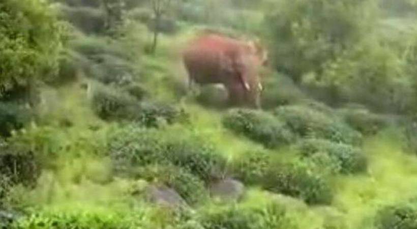 elephant in the estate area of Punalur