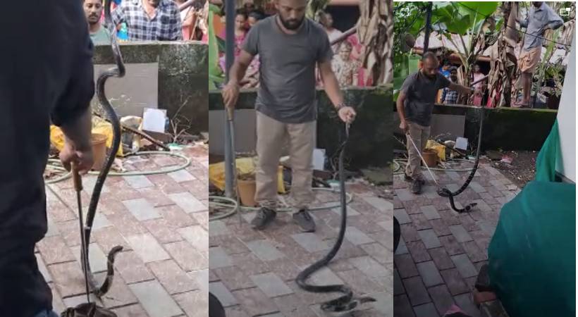 king cobra was caught in Kottayam