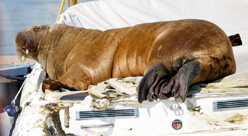 freya walrus euthanize update
