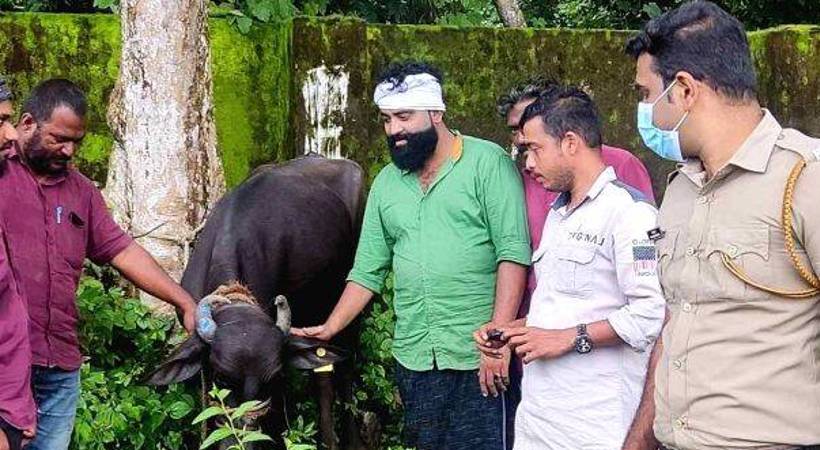 Buffalo created panic Situation in Karunagappalli