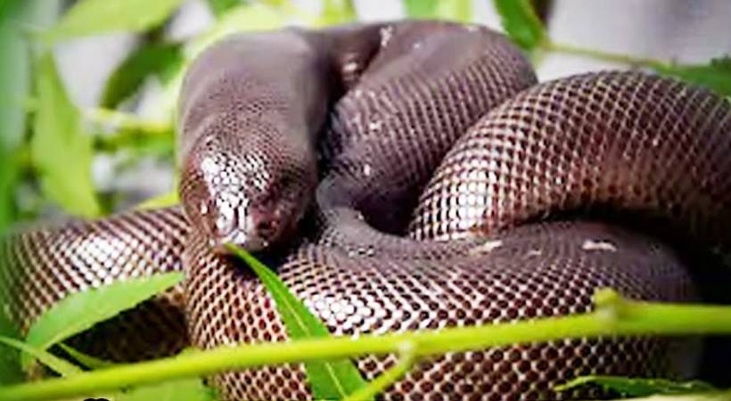Attempt to sell Erycinae; young man arrested