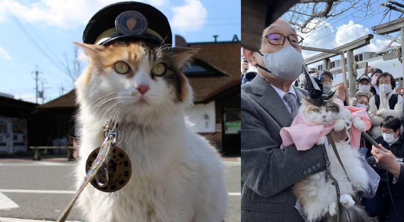 world cat day cat stationmaster switches career