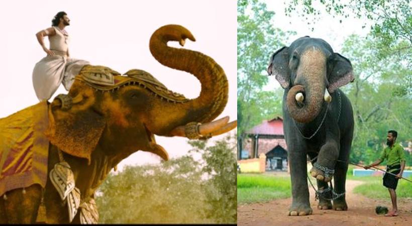 world elephant day chirakkal kalidasan