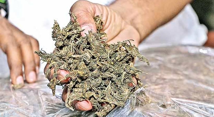 youth was arrested with two kilos of ganja in Kollam