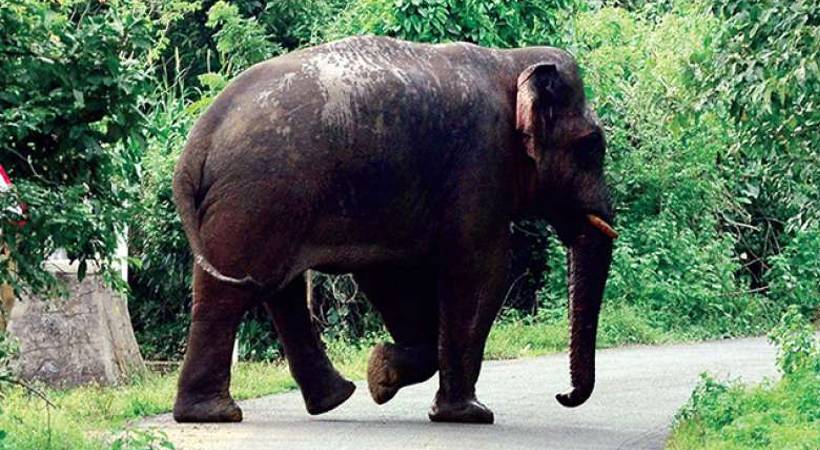passenger was trampled to death by the elephant