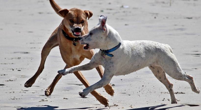 2 lakh people bitten by stray dogs kerala