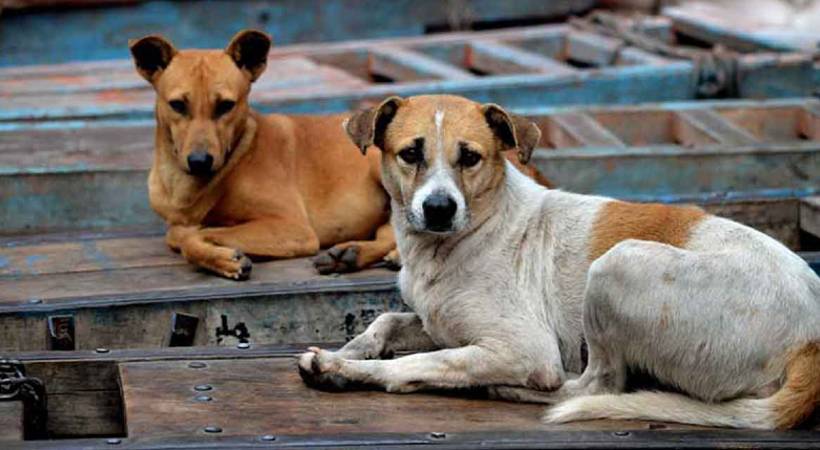 7000 people bitten by stray dog malappuram