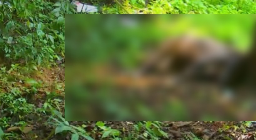 Two cows infected with rabies at kannur