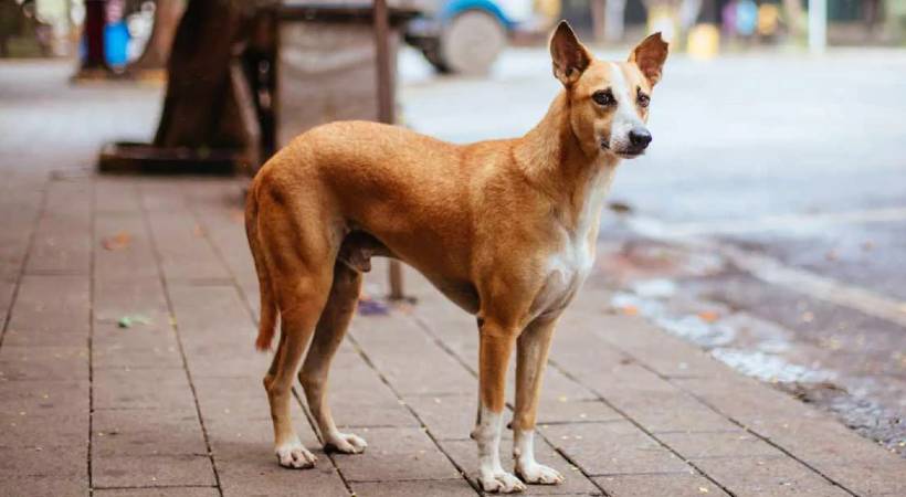 cow died after being bitten by the same dog that bit Abhirami