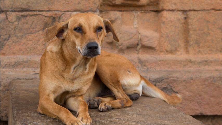 Veterinarian infected with rabies