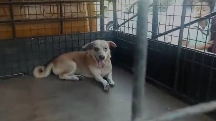 six people Bitten by a stray dog