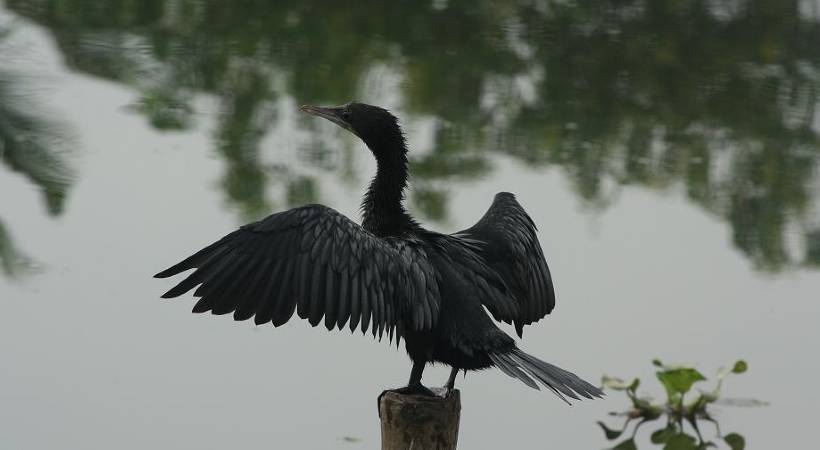 Great Cormorant death case 3 arrested