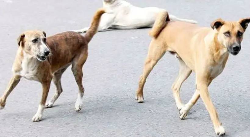 Rabies study, expert committee constituted