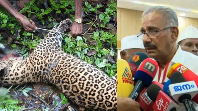 will not file a case in tiger killing incident mankulam