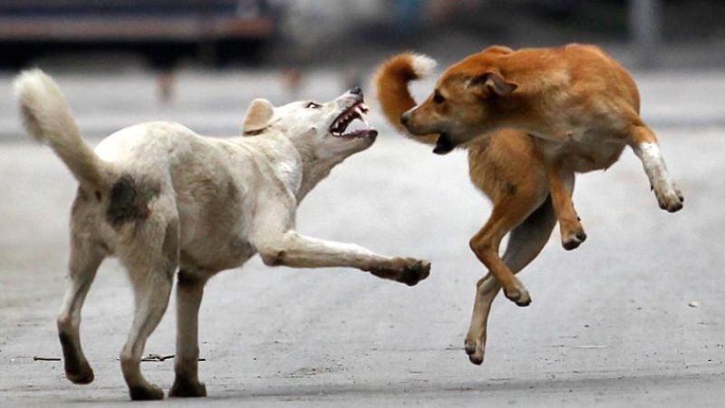 12 year old girl bitten by a stray dog is in critical condition