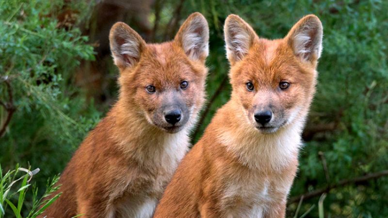 indian wild dog dhole