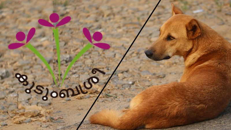 Kudumbashree members trained to catch stray dogs