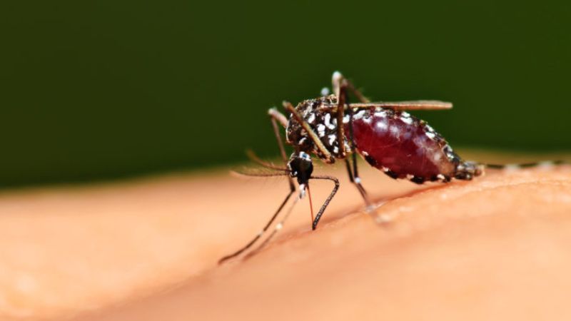 Dengue rates rise 840 cases reported in West Bengal monday