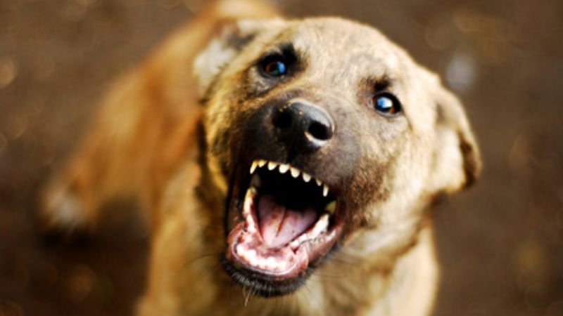Violent stray dogs must be killed petition is in supreme court