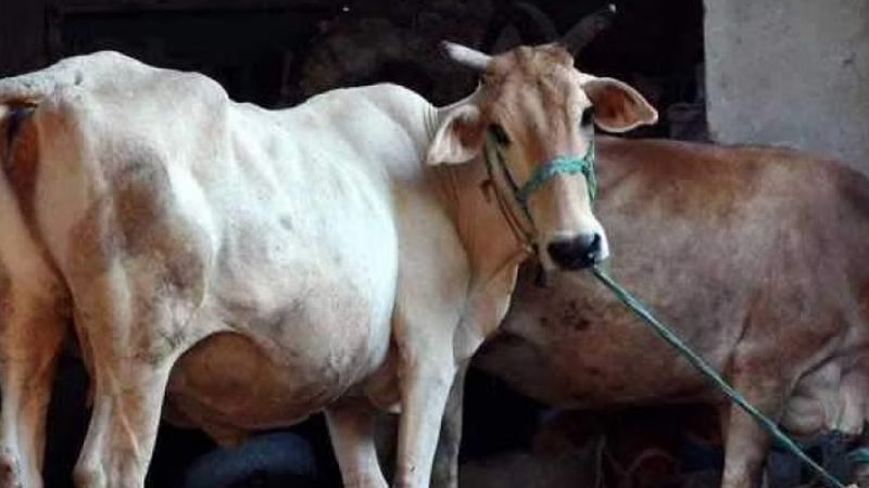 Permission sought to kill cow suspected of being infected with rabies