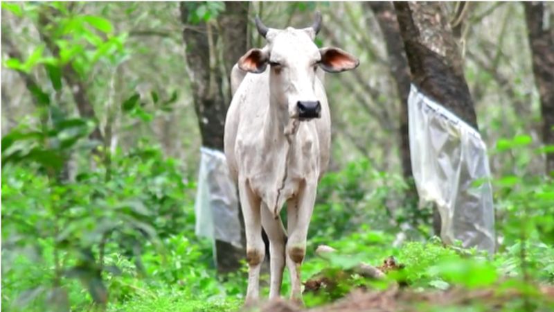 cow infected rabies and was shot dead