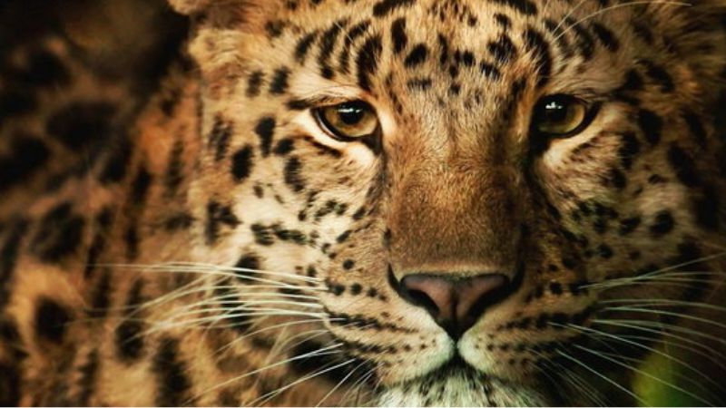 leopard attack against lady in munnar