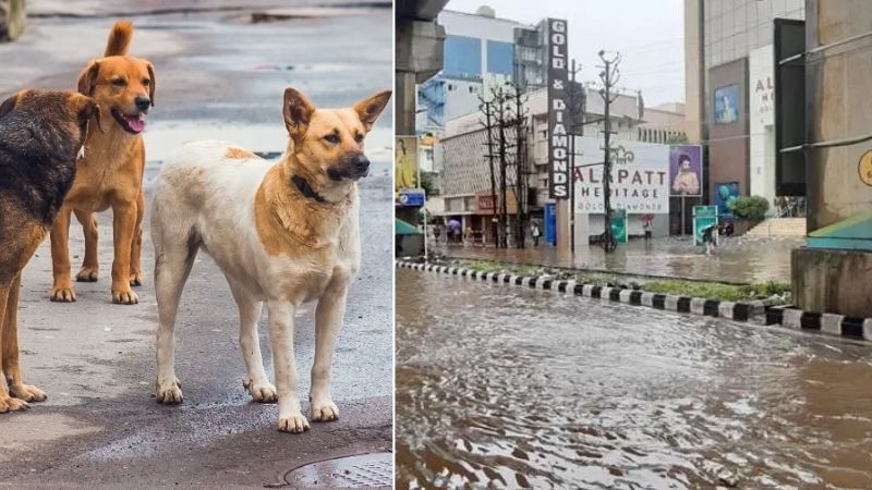 kerala high court criticism on road pothole and stray dog issue