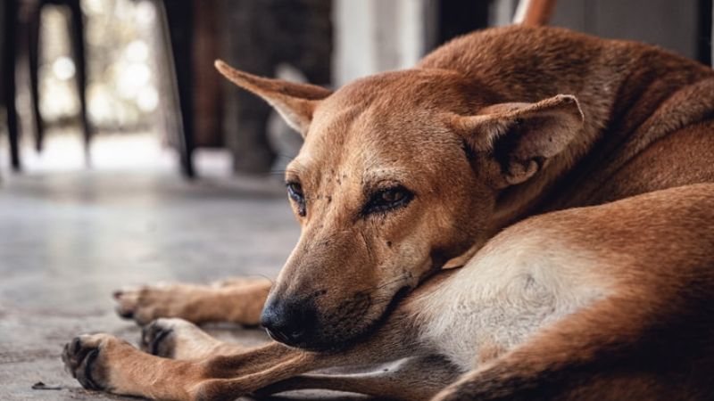 stray dogs attacked 14.5 lakh people in India in 2022