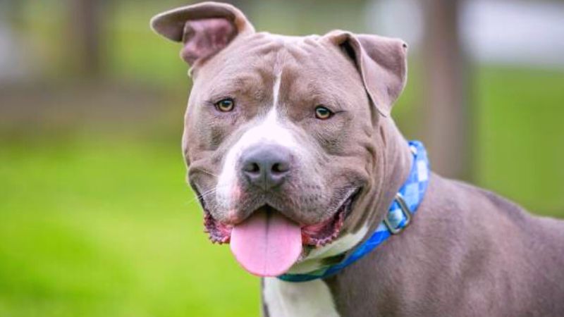 pit bull owners abandoning them after up attack case