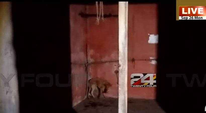 rabid dog was locked in the shop