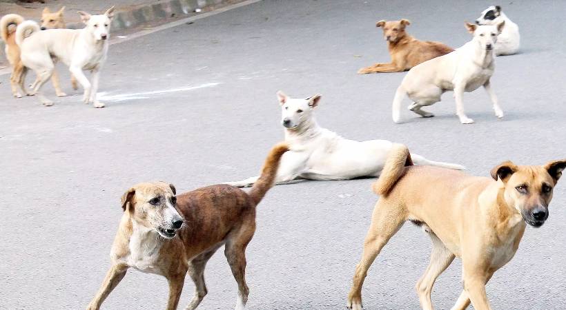 Department of Health campaign against rabies