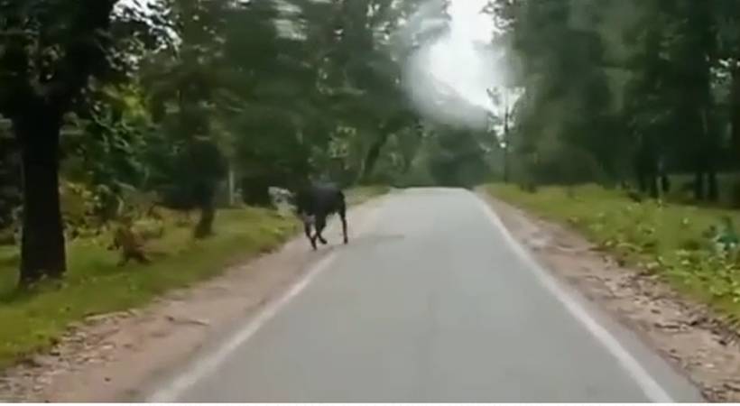 bull chase tiger video