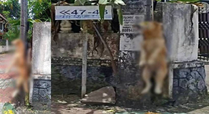 changanassery dog hanged case