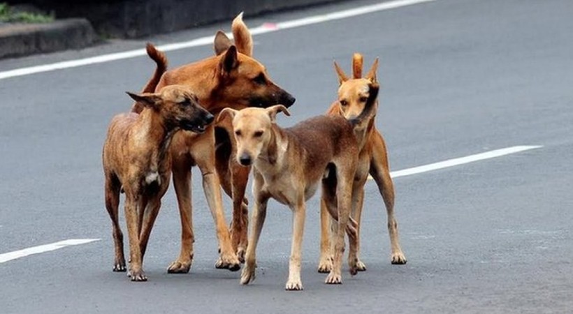 507 hotspots stray dog attack
