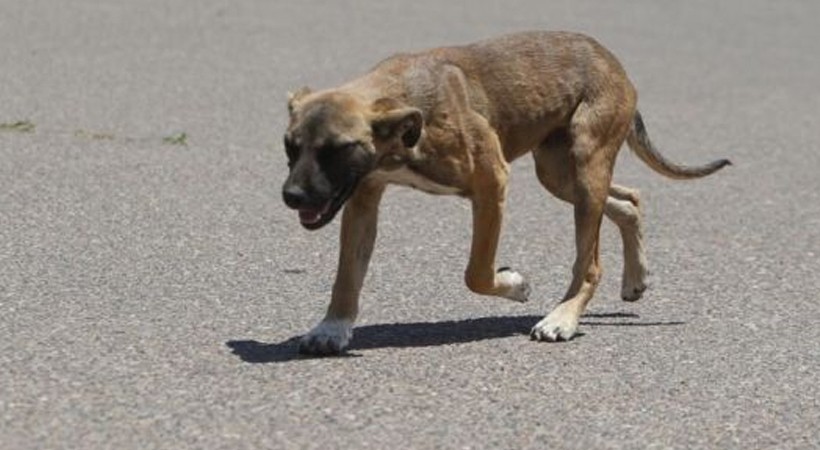 locals killed dog by beating